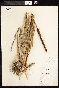 Typha angustifolia image