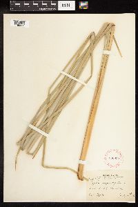 Typha angustifolia image