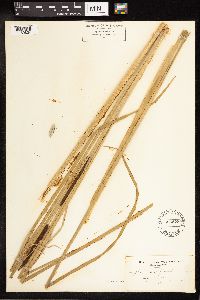 Typha angustifolia image