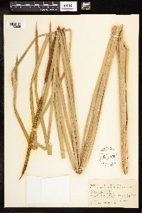 Typha angustifolia image