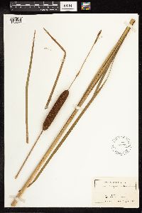 Typha angustifolia image