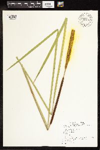 Typha angustifolia image