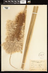 Typha angustifolia image