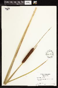 Typha angustifolia image