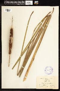 Typha angustifolia image