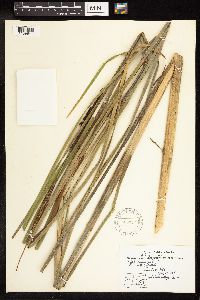 Typha angustifolia image