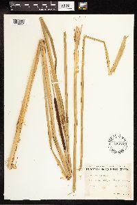 Typha angustifolia image