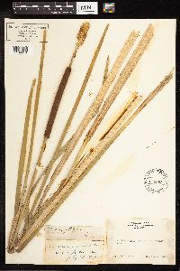 Typha angustifolia image