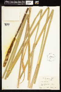 Typha angustifolia image