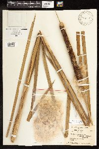 Typha x glauca image