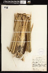 Typha x glauca image