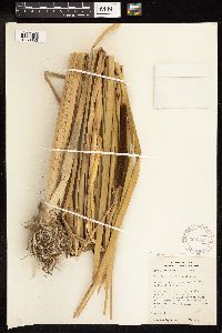 Typha x glauca image