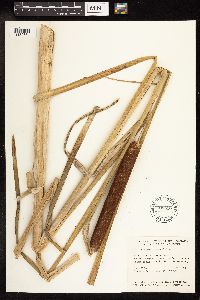 Typha x glauca image