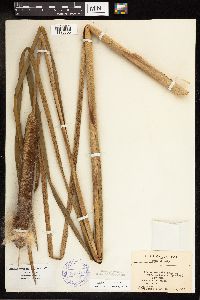 Typha x glauca image