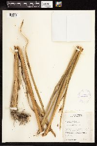 Typha x glauca image