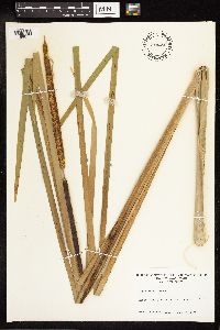 Typha x glauca image
