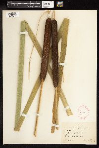 Typha latifolia image