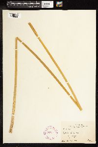 Typha latifolia image