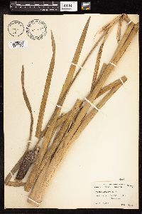 Typha latifolia image