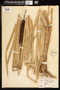 Typha latifolia image