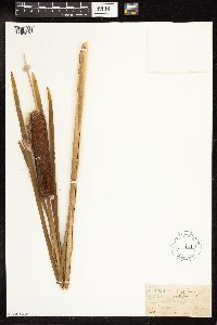 Typha latifolia image