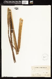 Typha latifolia image