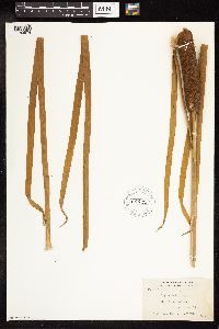 Typha latifolia image