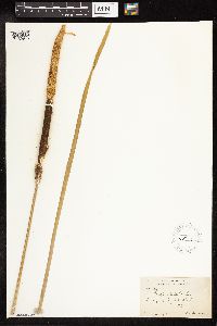 Typha latifolia image