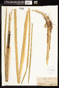 Typha latifolia image