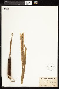 Typha latifolia image