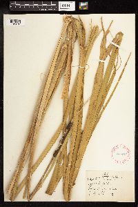 Typha latifolia image