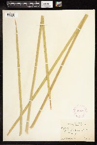 Typha latifolia image