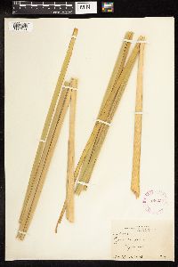Typha latifolia image