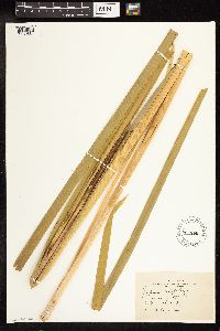 Typha latifolia image
