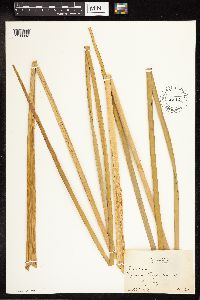 Typha latifolia image