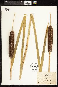 Typha latifolia image