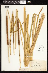 Typha latifolia image
