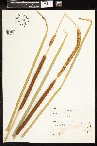 Typha latifolia image