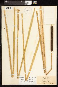 Typha latifolia image