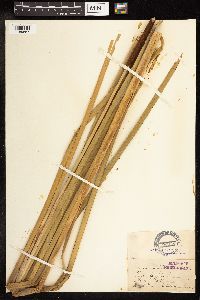 Typha latifolia image