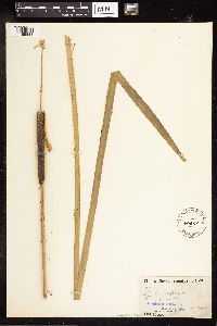 Typha latifolia image