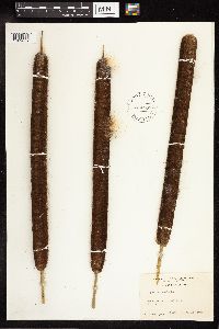 Typha latifolia image