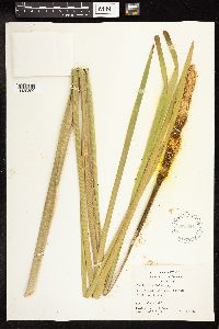 Typha latifolia image