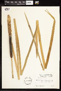 Typha latifolia image