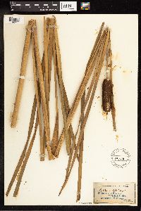 Typha latifolia image