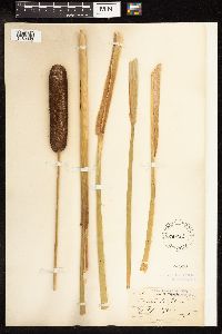 Typha latifolia image