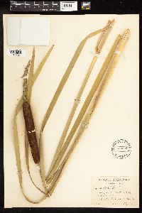 Typha latifolia image