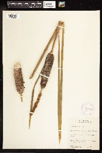 Typha latifolia image
