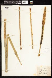 Typha latifolia image
