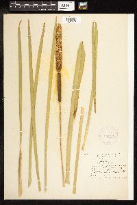 Typha latifolia image